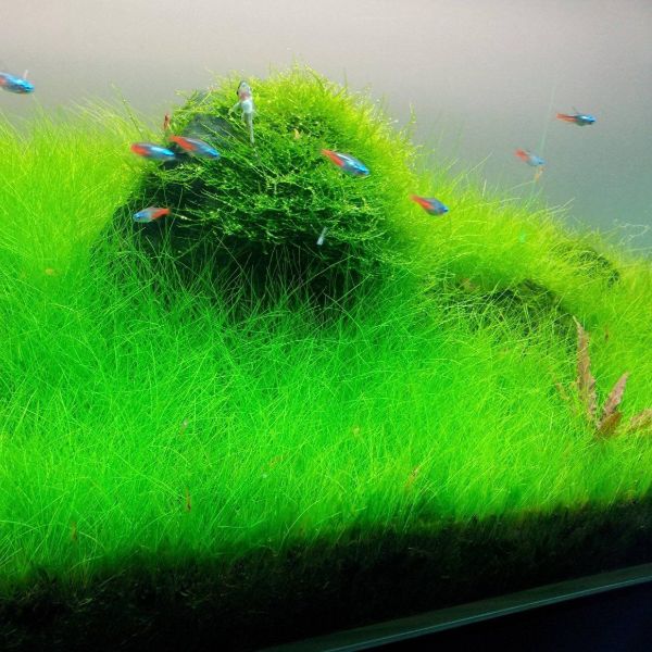 aquarium plants list