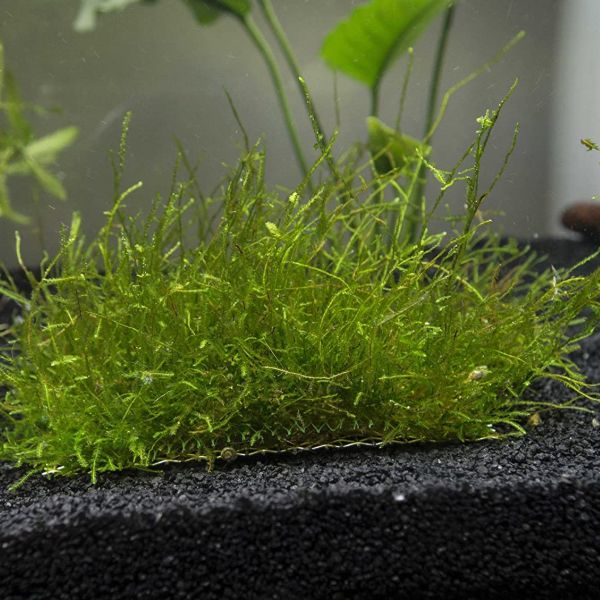 aquarium plants live