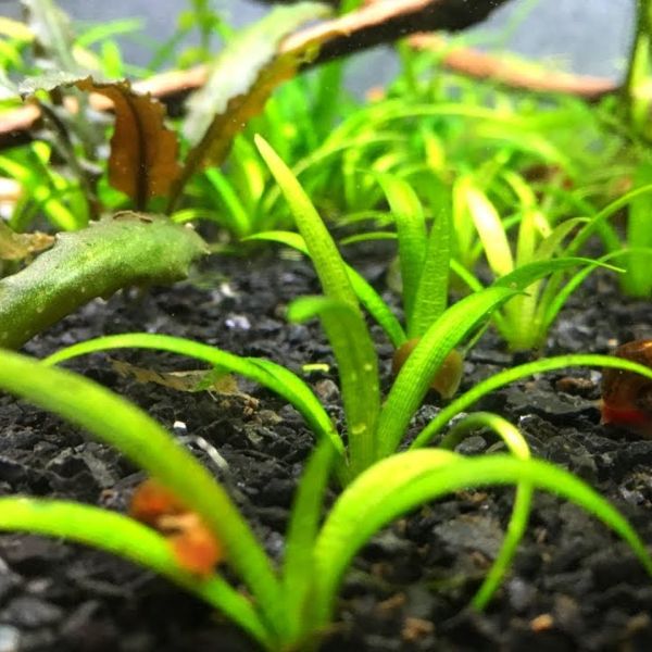 aquarium plants low light