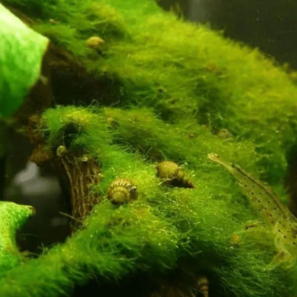 aquarium plants moss