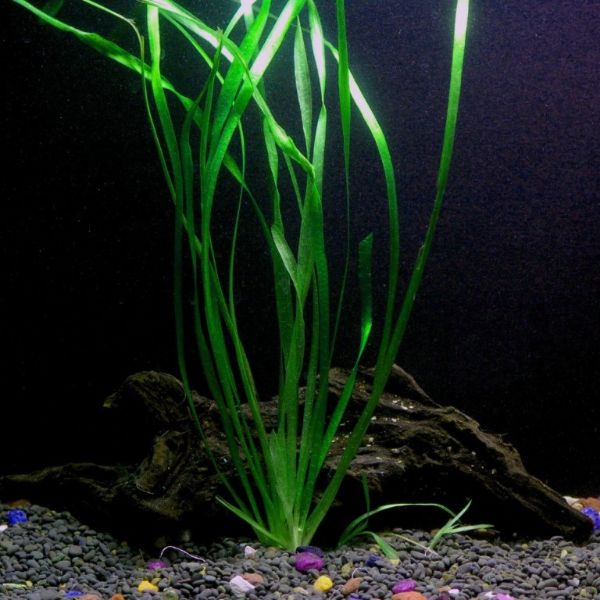 aquarium plants near me