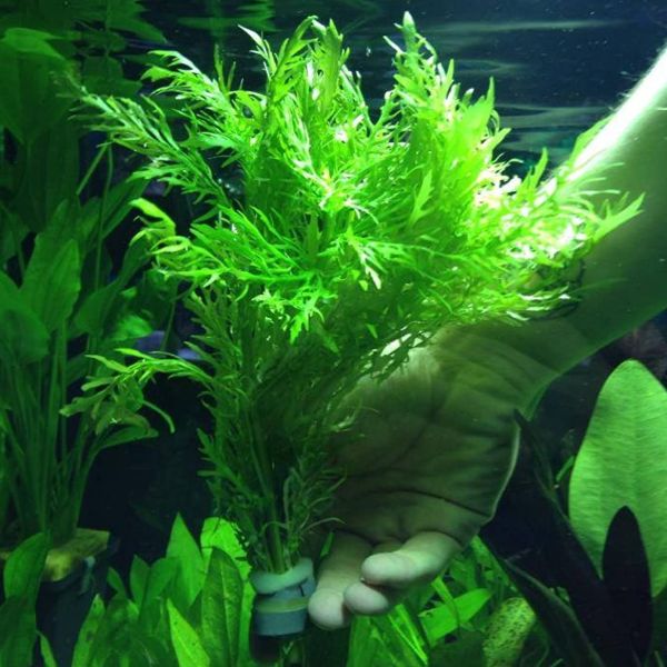 aquarium plants online