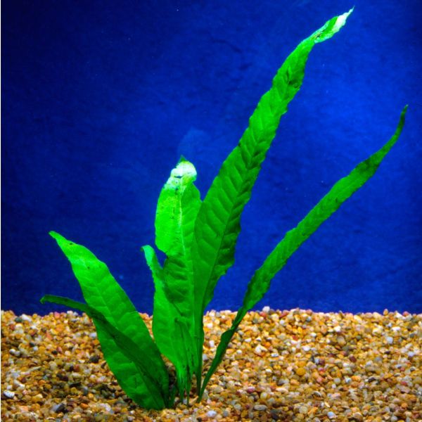 aquarium plants petsmart