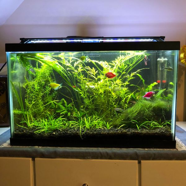 aquarium plants set up