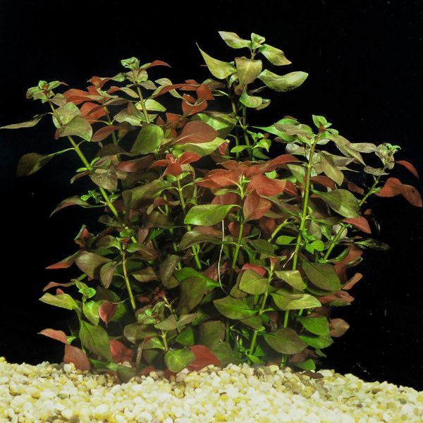 aquarium plants uk