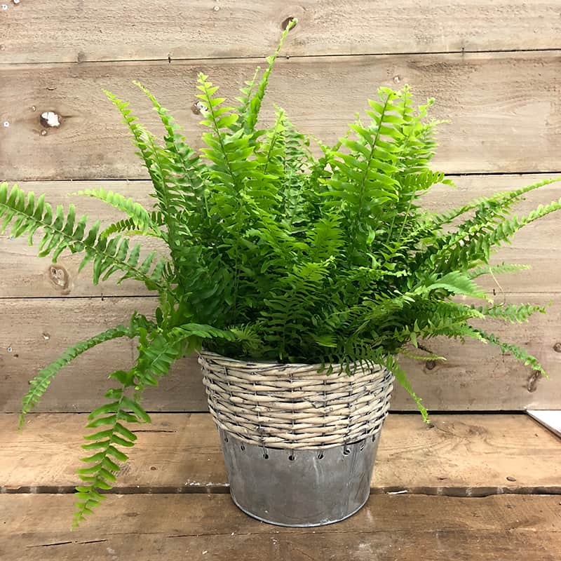 bostorn fern indoor plant