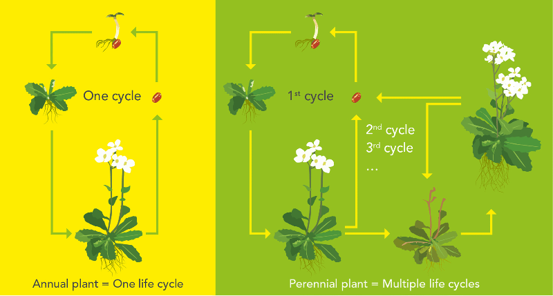 difference between annuals and perennials