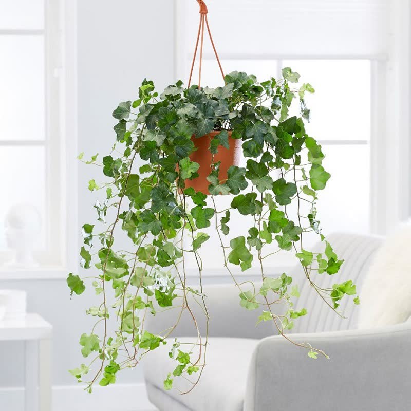 english ivy indoor plant