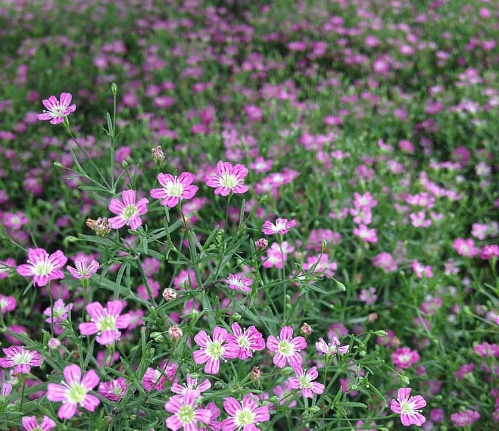 flower ground cover in the front lawn garden