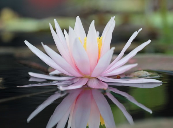 flowering water lily plant