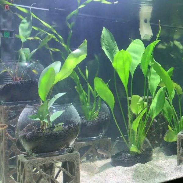 large aquarium plants