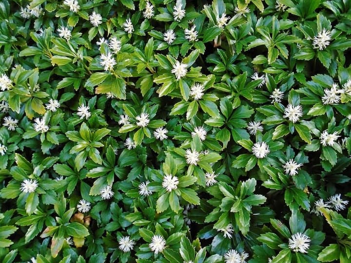 pachysandras green ground cover plants in the front lawn garden