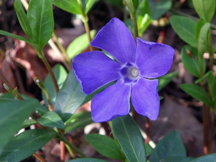 periwinkle in the front lawn garden