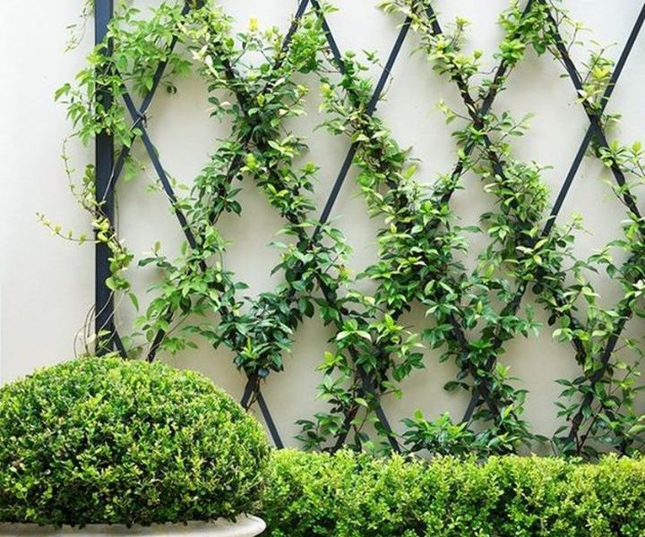 plant wall climbers