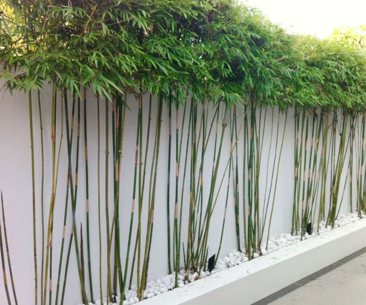 plant wall garden