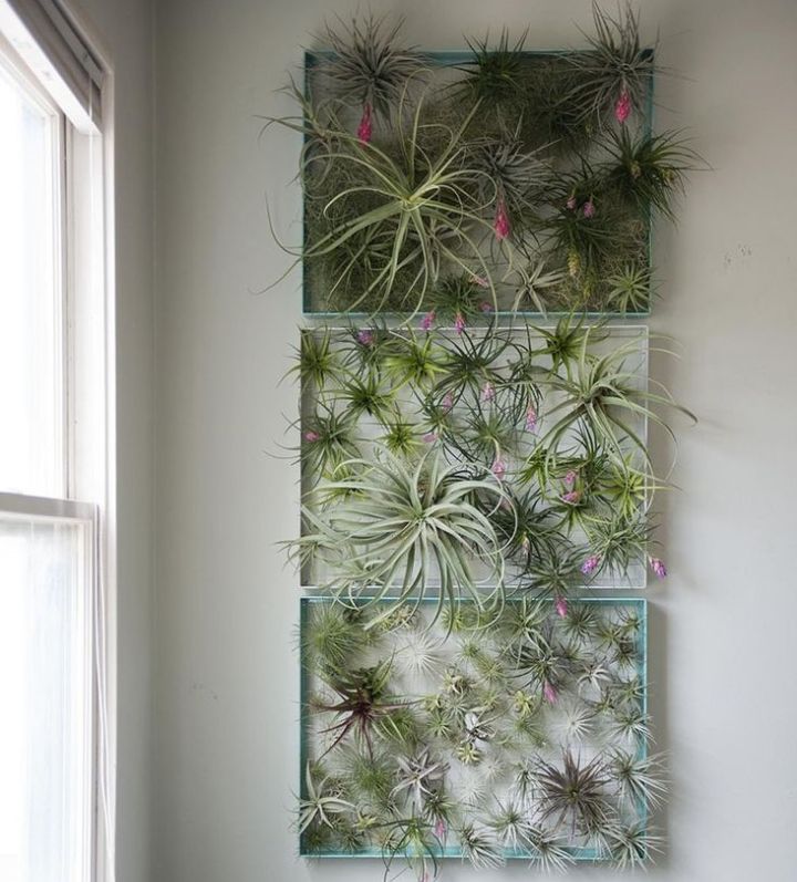 plant wall hanging