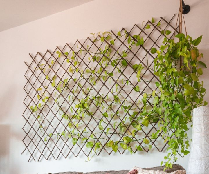 plant wall indoor