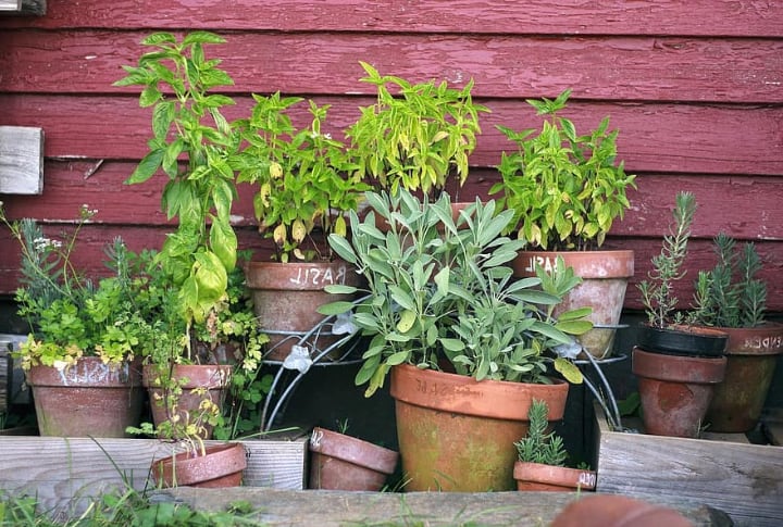 potted herbs low maintainance front lawn