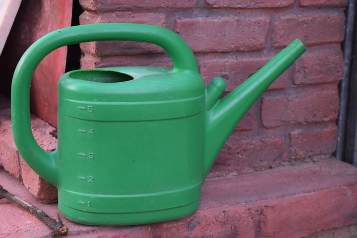 watering hyacinth