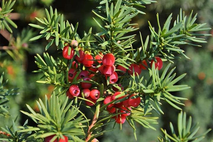 yew in the front lawn garden