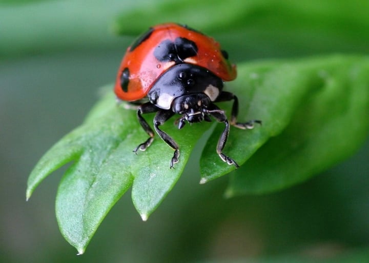 a lady bug on leaf