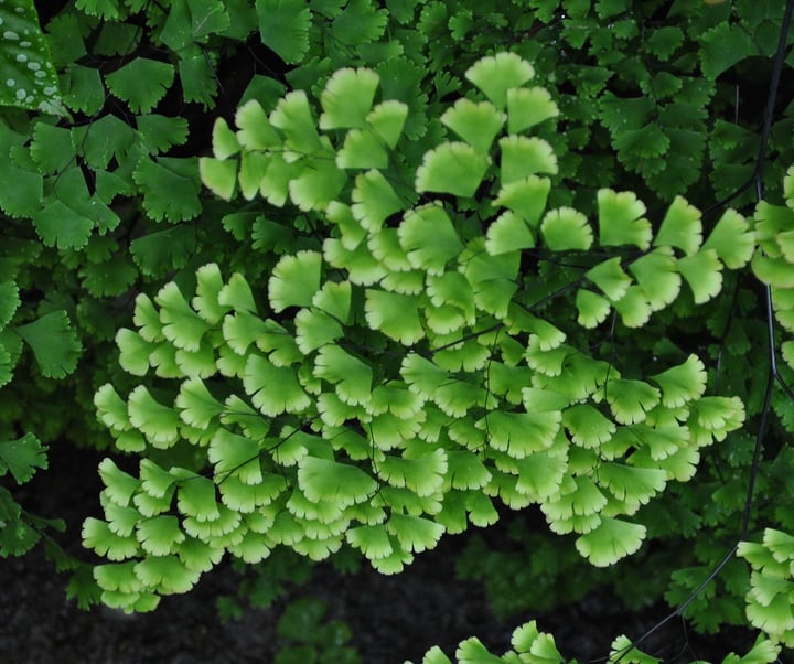 adiantum maidenhair fern indoor plant