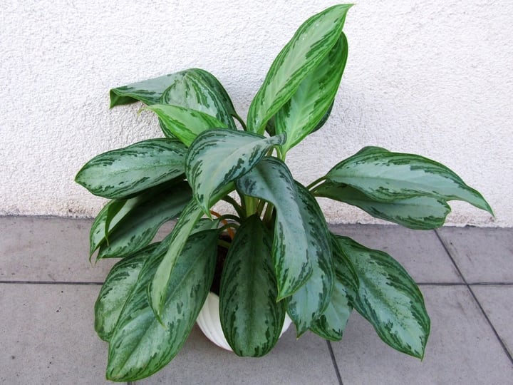 aglaonema commutatum