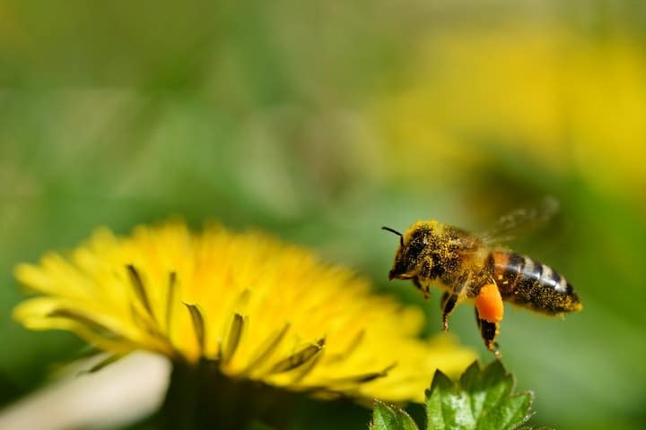 apis mellifera