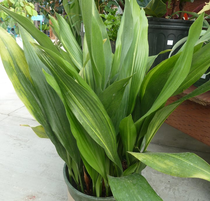 aspidistra elatior indoor plant