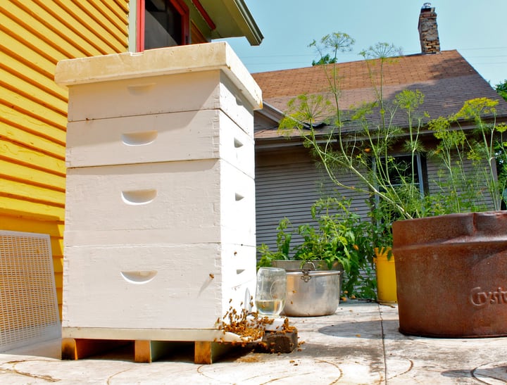 backyard beehive