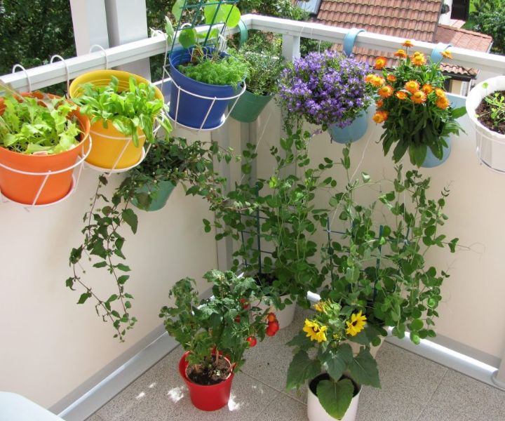 balcony garden for beginners