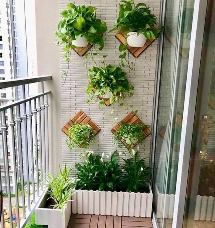 balcony garden plants