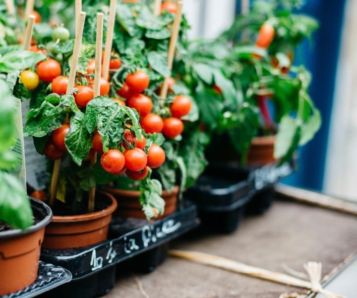 balcony garden tomatoes