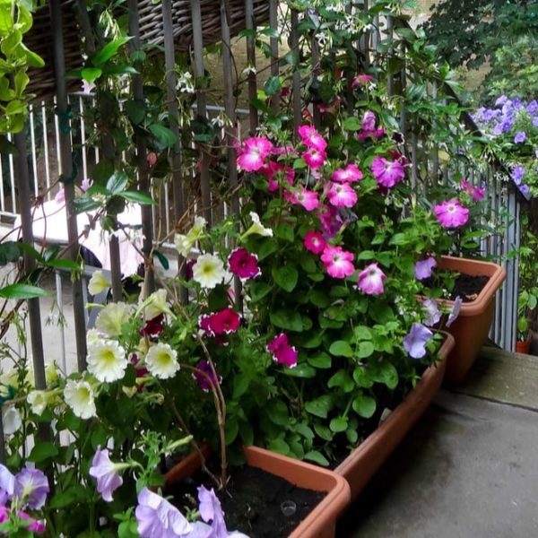 balcony garden with flowers