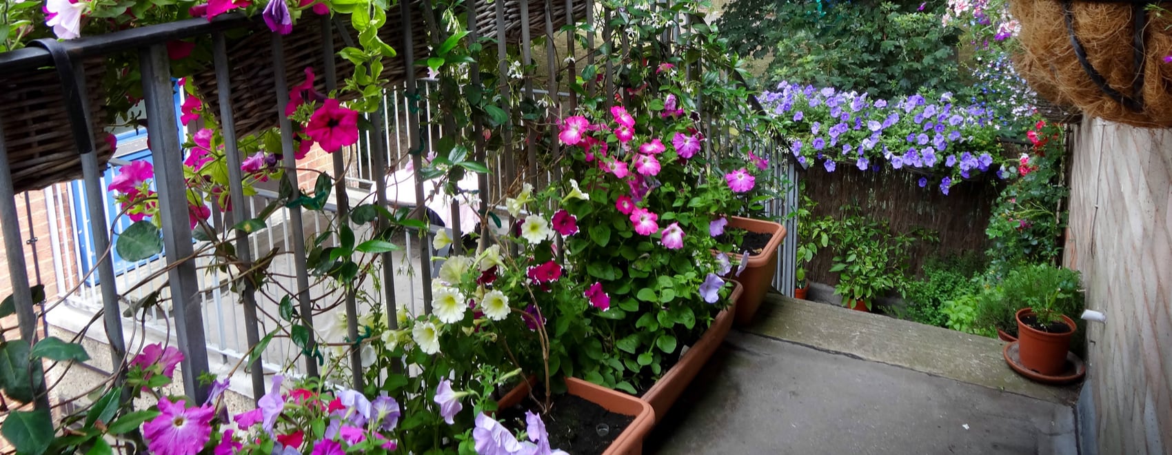 Best Flower Plants For Balcony Garden