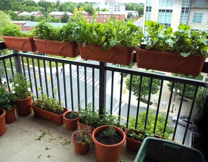 balcony gardening for beginners