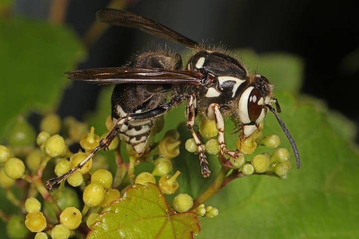 bald faced hornet