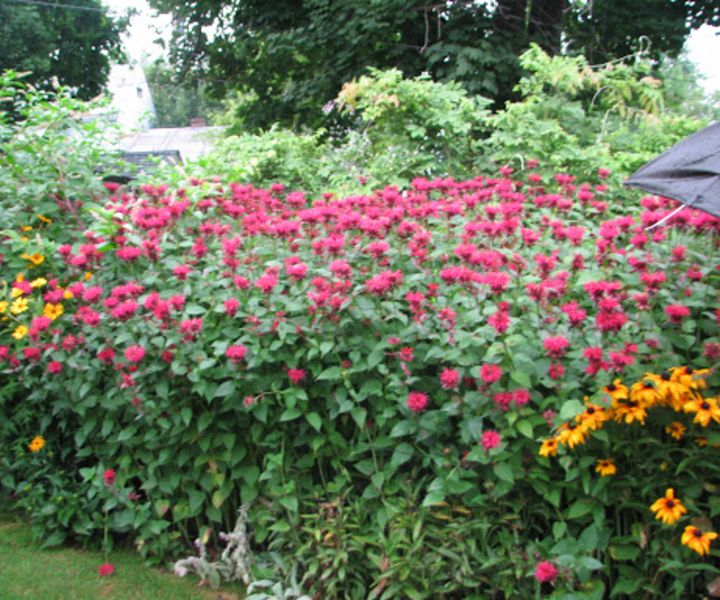 bee balm garden