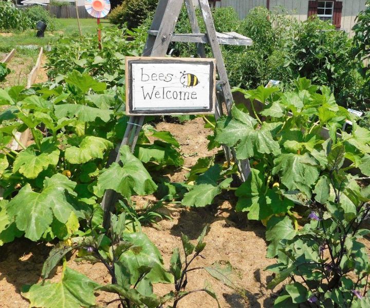 bee friendly vegetable garden