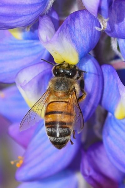 bee garden