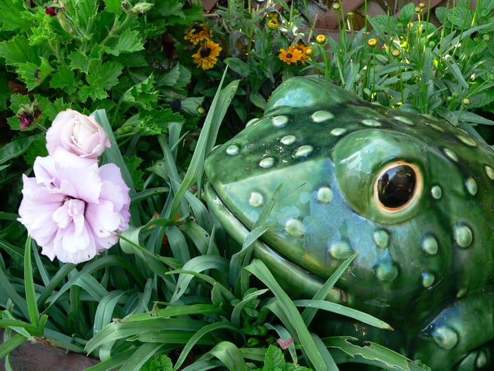 bee garden decorated with huge frog