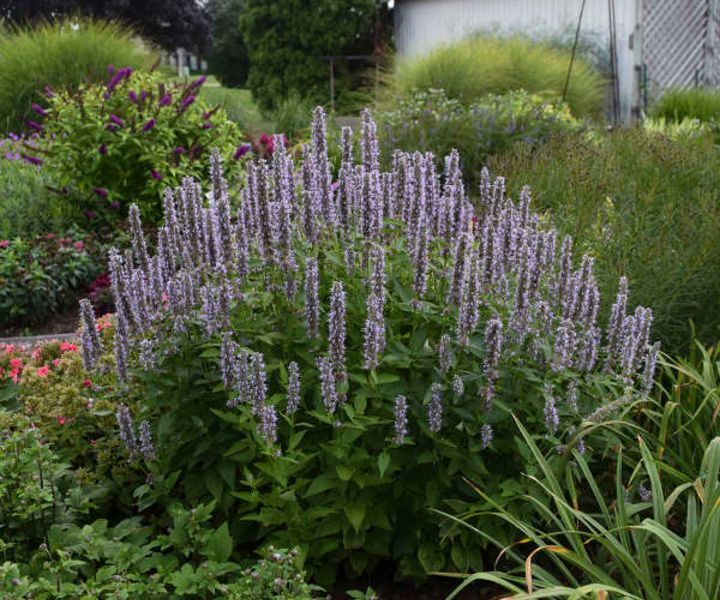 bee garden flowers