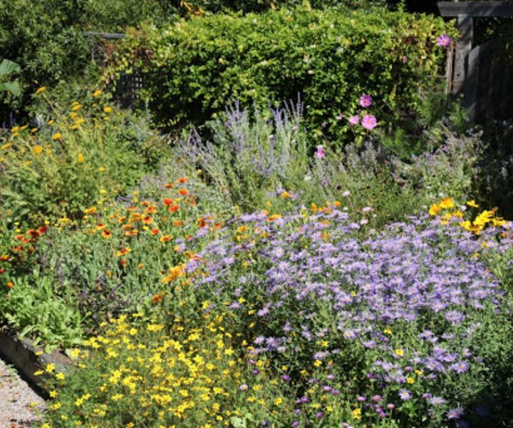 bee garden ideas