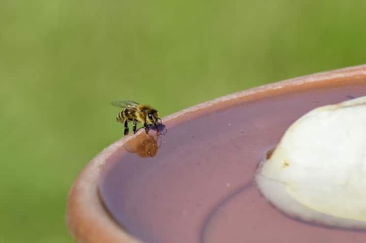 bee garden water feature