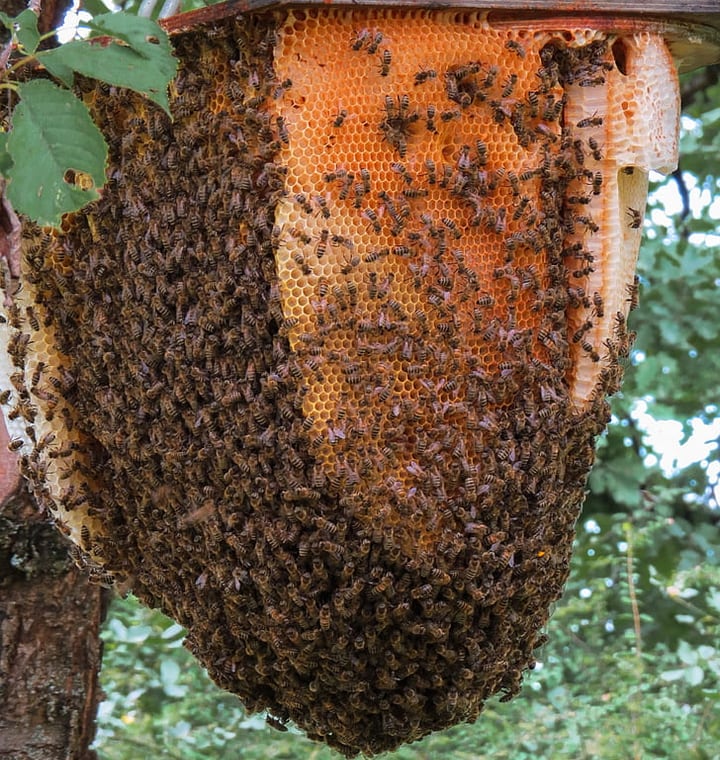 bee hive attached on a tree branch