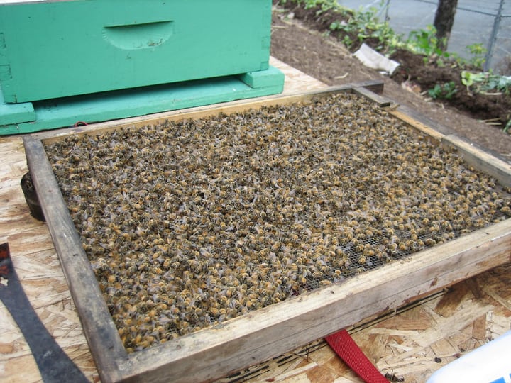 bee hive bottom board