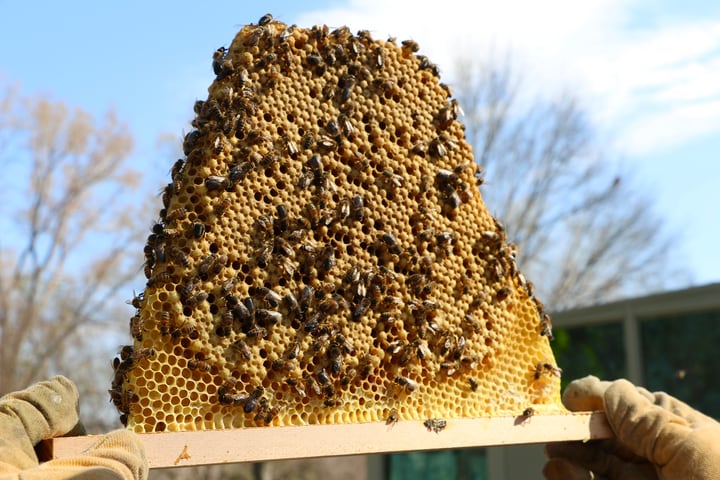 bee hive with wax and honey