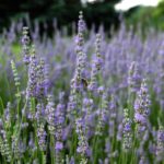 bee in lavender garden