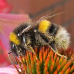 bee in pollen