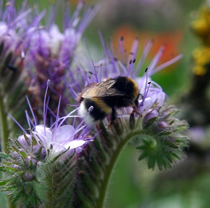 bee loving garden